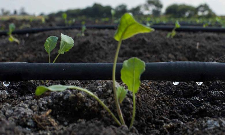 Anuncia SECAM apoyo económico