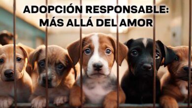 adopción de perros