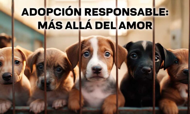 adopción de perros